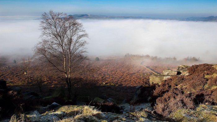 Misty moorland with bare trees and rocks