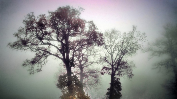 Bare trees in fog with pink sky