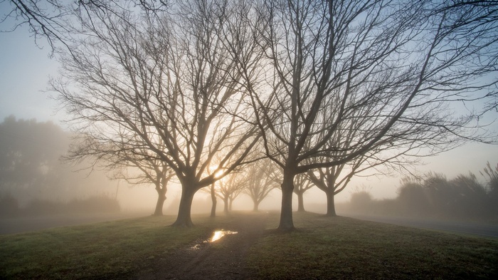Bare trees in fog with sunbeams