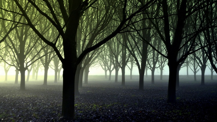 Misty forest with bare trees and fallen leaves