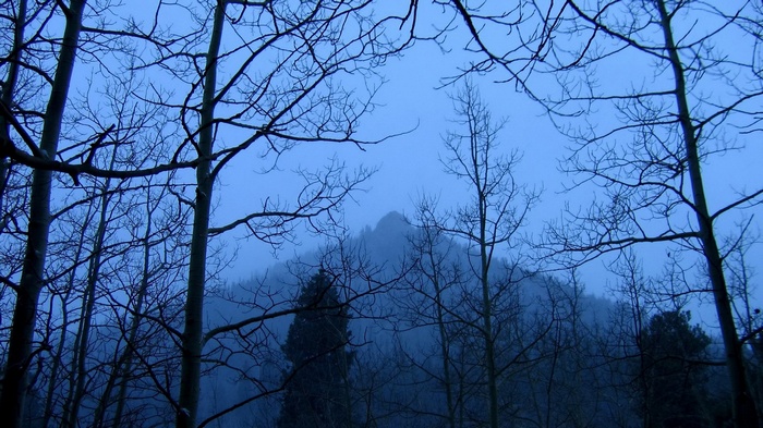 Bare trees in front of a misty mountain