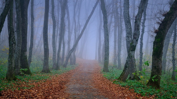 A foggy forest path with fallen leaves