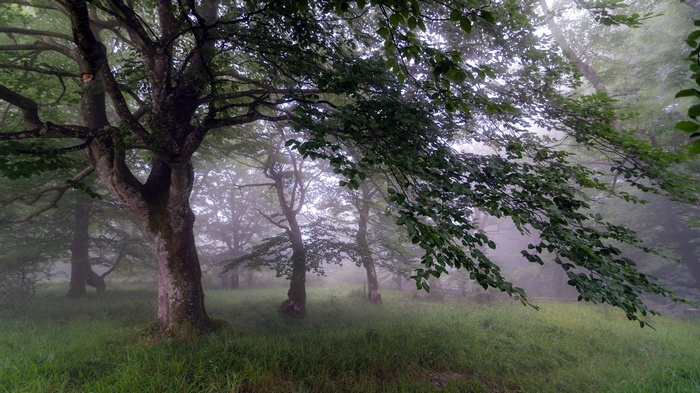 Misty forest with trees and green grass