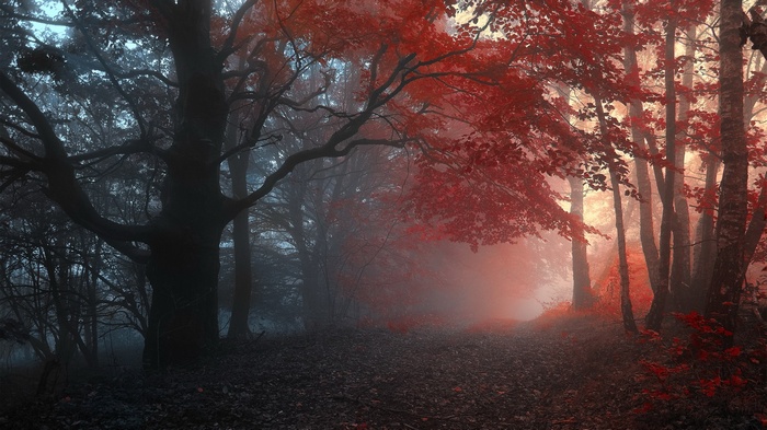 Misty forest path with red and dark trees