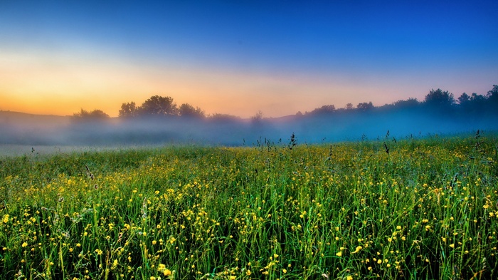 Misty Meadow at Sunrise with Yellow Flowers