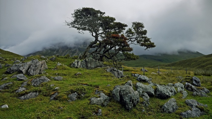 Twisted tree on a rocky, grassy hill under cloudy sky