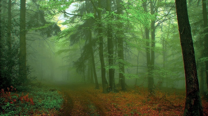 Misty forest path with autumn leaves
