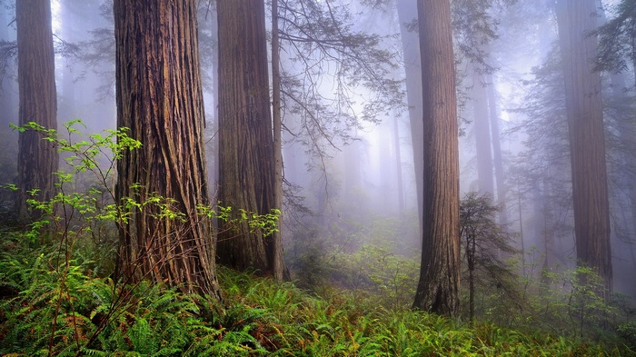 Misty Redwood Forest with Ferns and Young Sapling