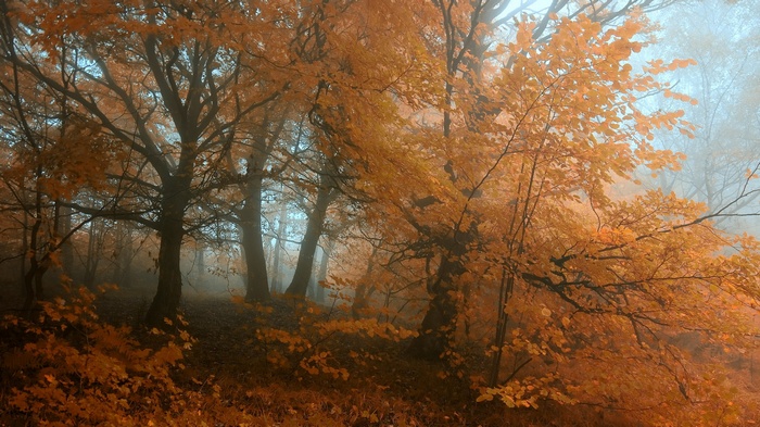 Autumn forest with orange leaves and fog