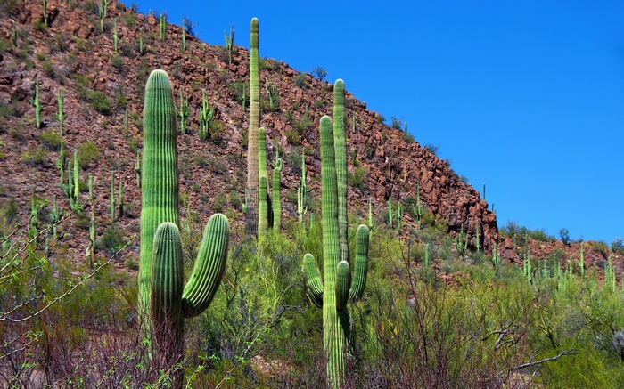 Saguaro cacti on a rocky hillside under a blue sky