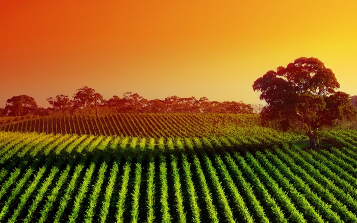 Vineyard at sunset with a large tree