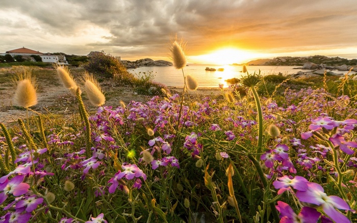 Wildflowers and grasses by the sea at sunset