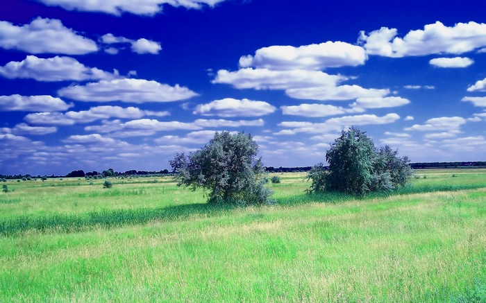 Grassy field with trees under a cloudy blue sky