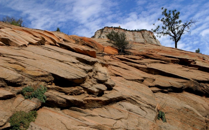 Red rock formations with a tree under a blue sky