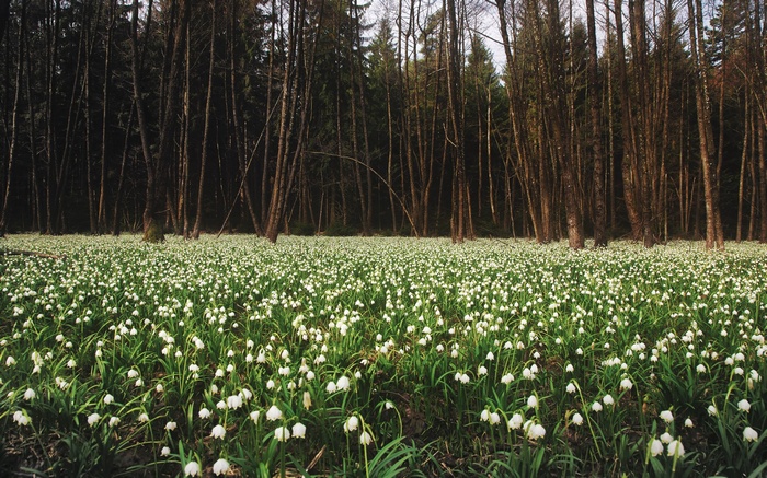 Field of white flowers in a forest