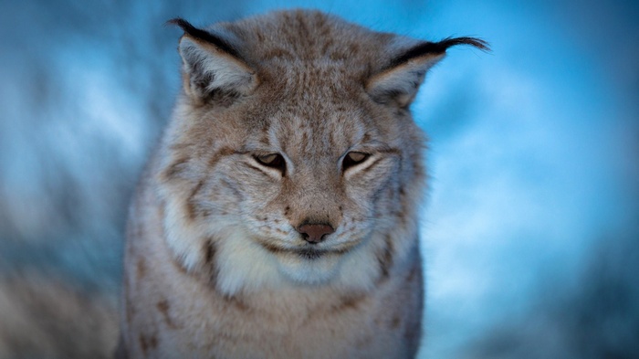 Close-up of a lynx's face