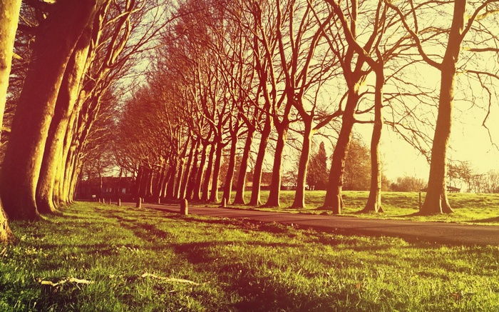 Tree-lined path with grass and pavement