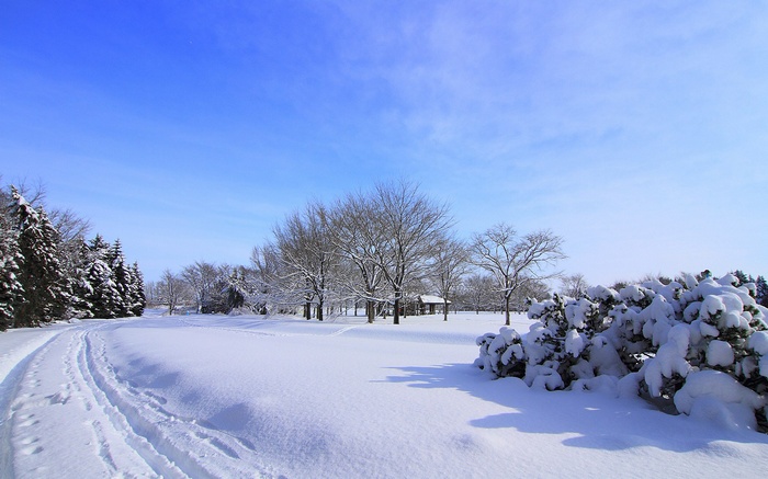 Snowy park with trees and a path