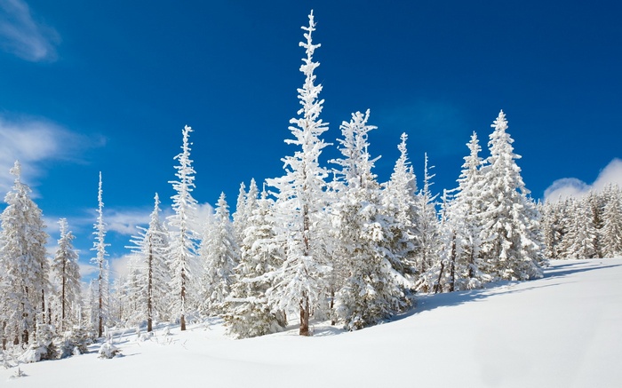 Snow-covered evergreen trees under a bright blue sky