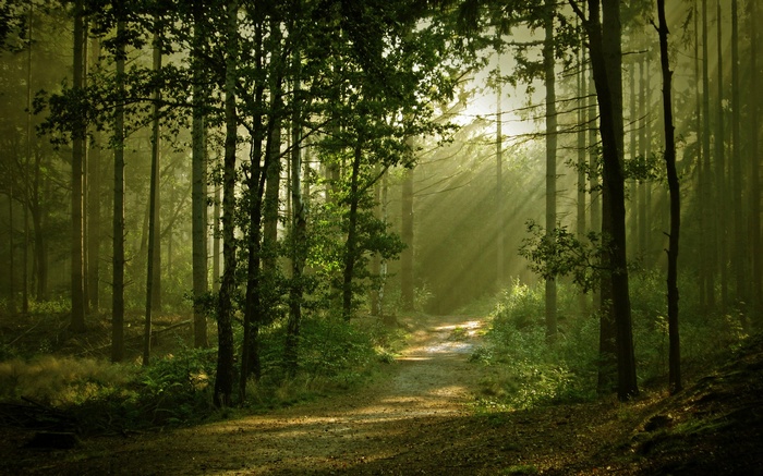 Sunbeams through a forest path