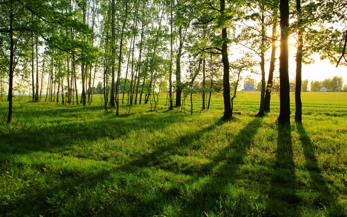 Sunlight filtering through trees onto a grassy field
