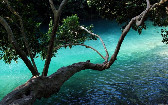 Tree branch over turquoise water