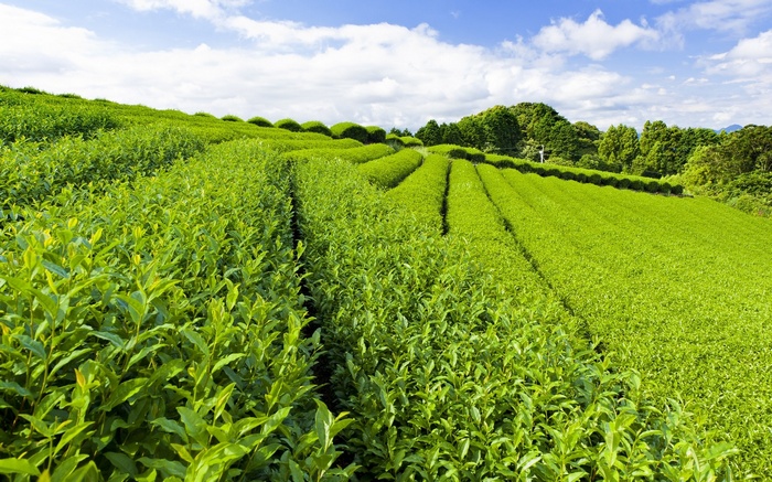 Rolling green tea fields under a blue sky