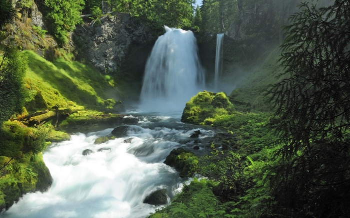 Waterfall in a lush green forest
