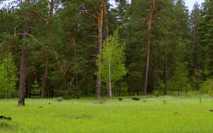 A clearing in a pine forest with a young birch tree
