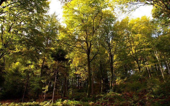 Sunlight filtering through a dense forest canopy
