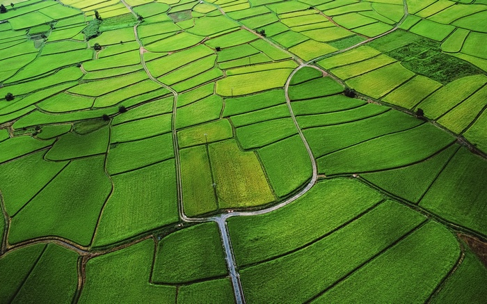 Aerial view of green rice paddies with roads