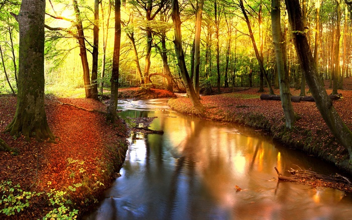 Sunlight streams through a forest onto a flowing stream