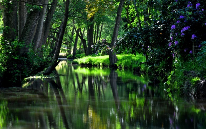 A tranquil forest stream with reflections
