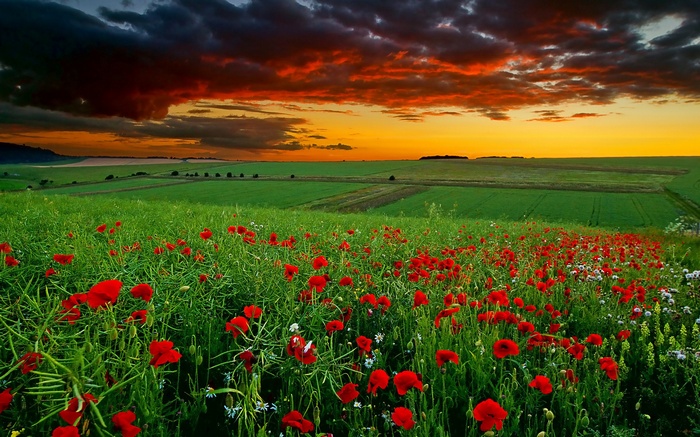 Field of poppies at sunset