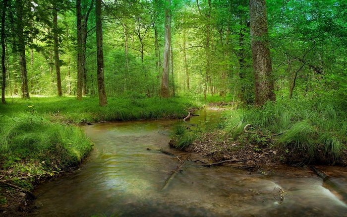 A forest stream flows through a sunlit woodland.