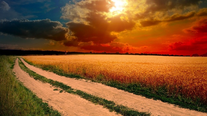 Dirt road through a wheat field at sunset