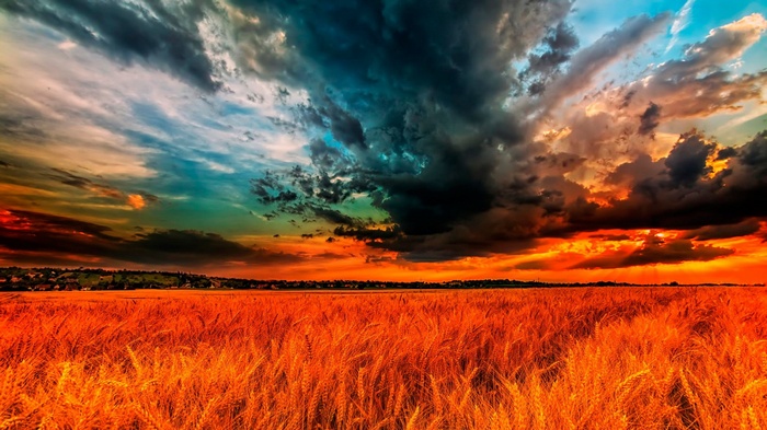 Dramatic sunset over a wheat field