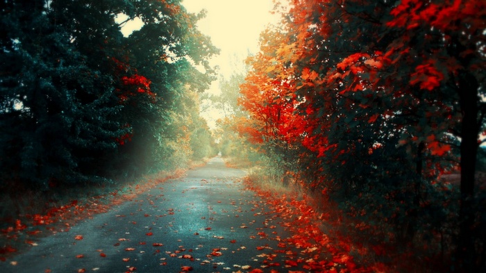 Autumn road with colorful trees and fallen leaves