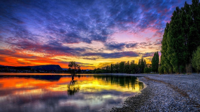 Tree in lake during sunset with colorful sky