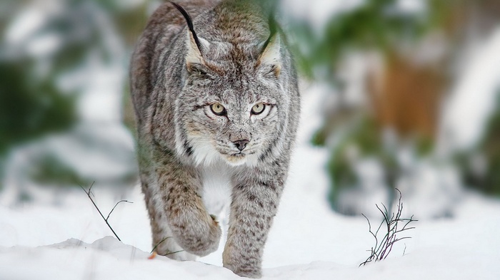 Lynx walking in the snow