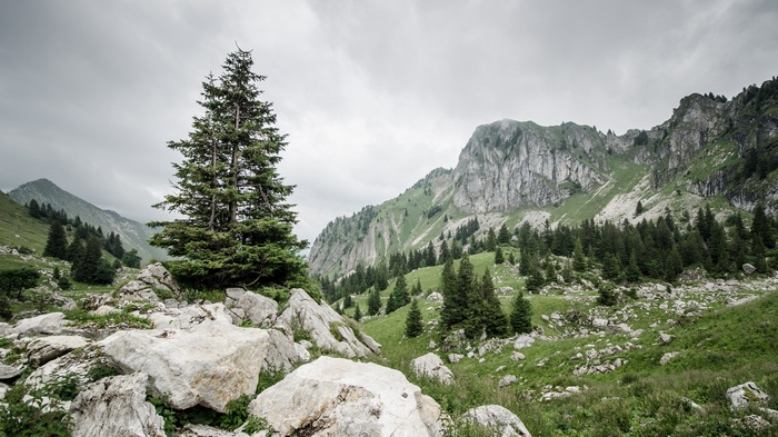 Rocky mountain landscape with pine trees and cloudy sky