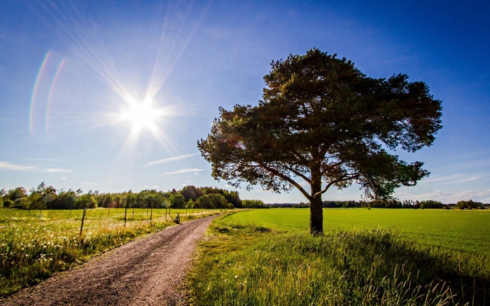A lone tree on a dirt road in a sunny field