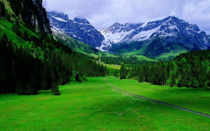 Green valley with snow-capped mountains and pine forest