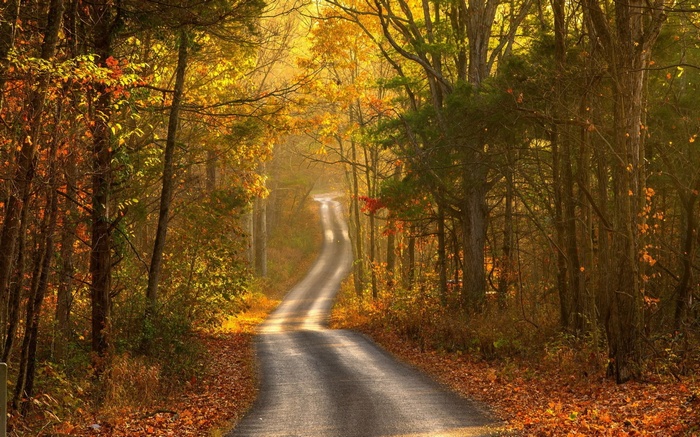 Winding road through an autumn forest