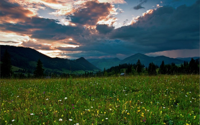 Meadow with wildflowers and mountains at sunset