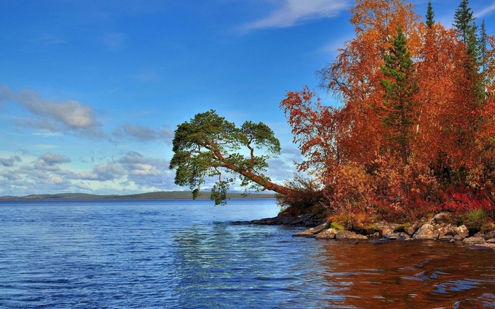 Autumn trees and a pine tree by a lake