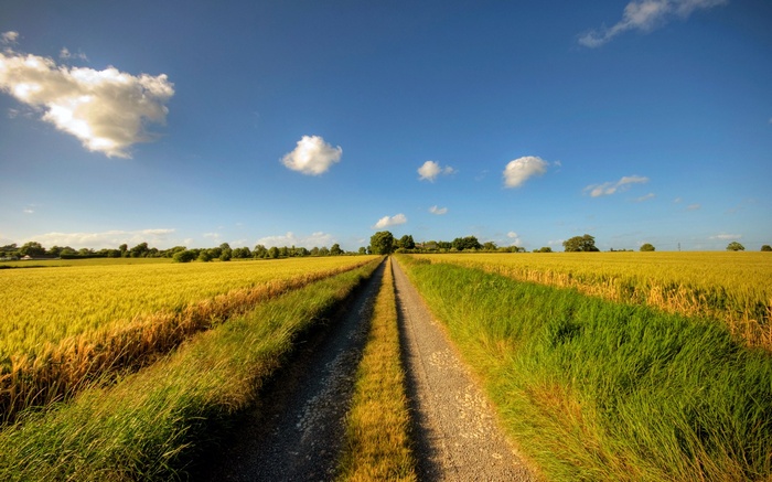 Dirt road through a golden wheat field under a blue sky