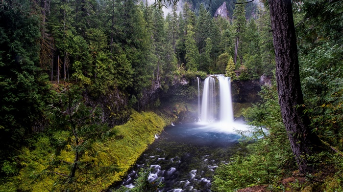 Waterfall in a dense, green forest