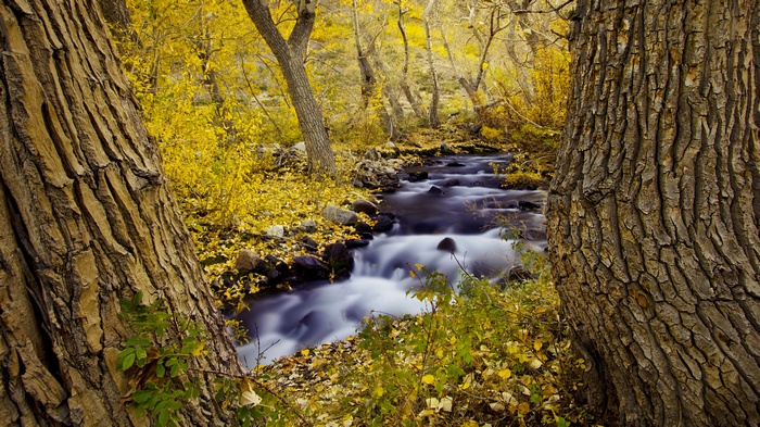 Stream flowing through an autumn forest with fallen leaves