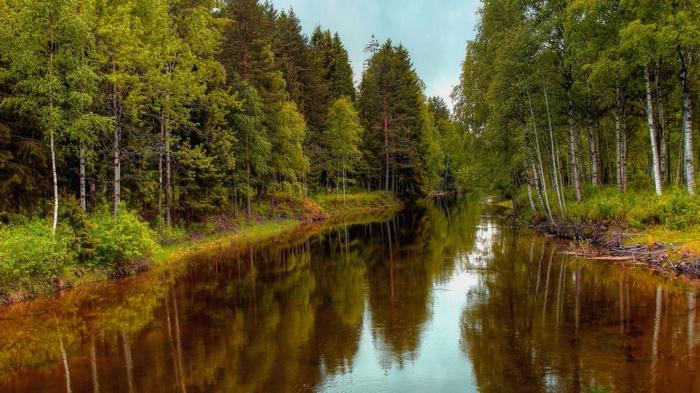A river flows through a dense forest with reflections